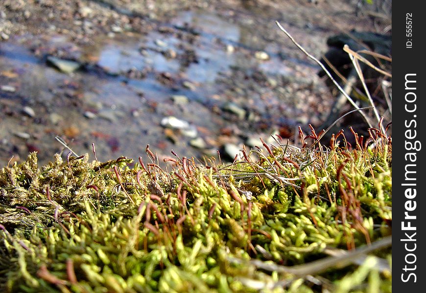 Up close picture of the moss on the edge of a river bank