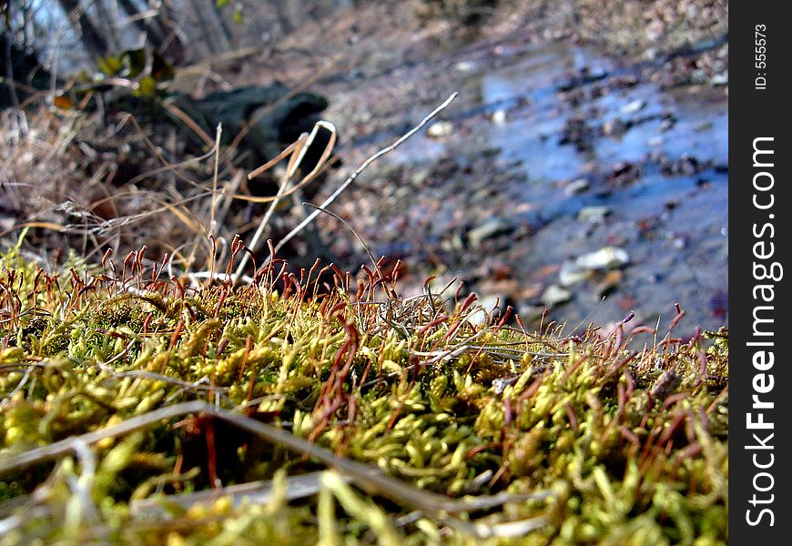 Up close picture of the moss on the edge of a creek bank. Up close picture of the moss on the edge of a creek bank