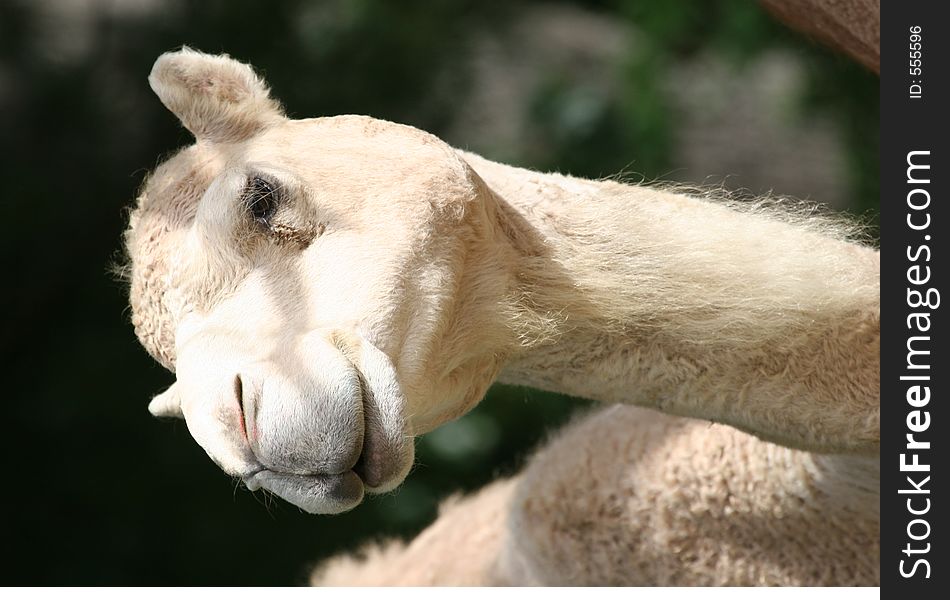 Camel at the zoo.