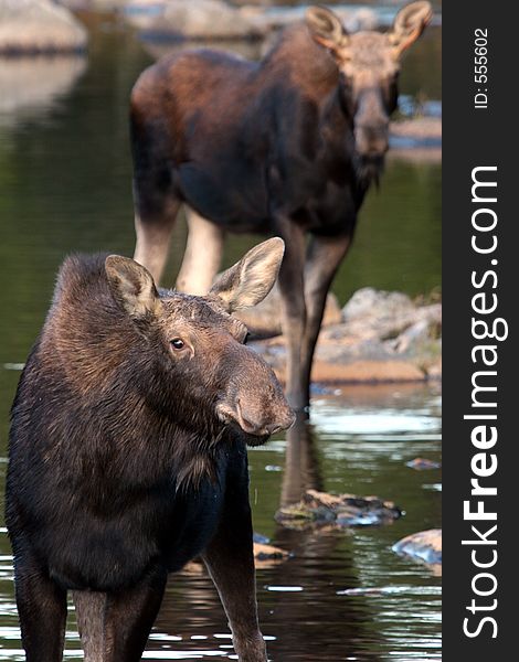 Male moose following a female moose. Male moose following a female moose.