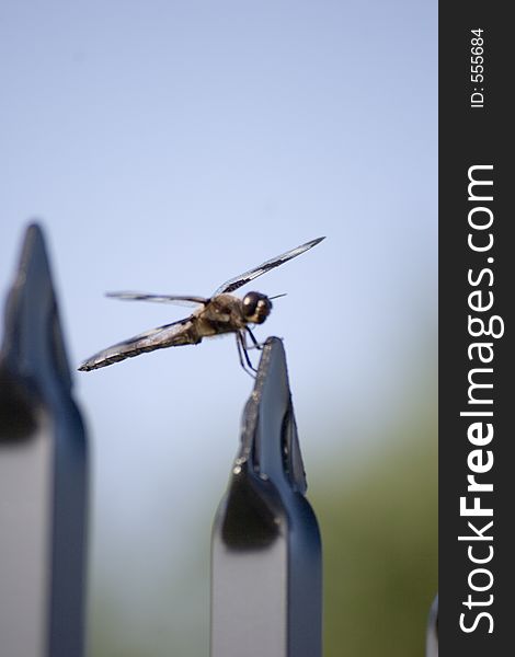 Dragon Fly on a Fence