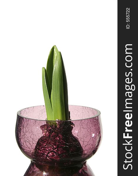 Forced hyacinth bulb in rose colored cracked vase