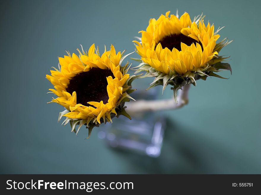 Details of two sunflower blossoms in a vase. Details of two sunflower blossoms in a vase.