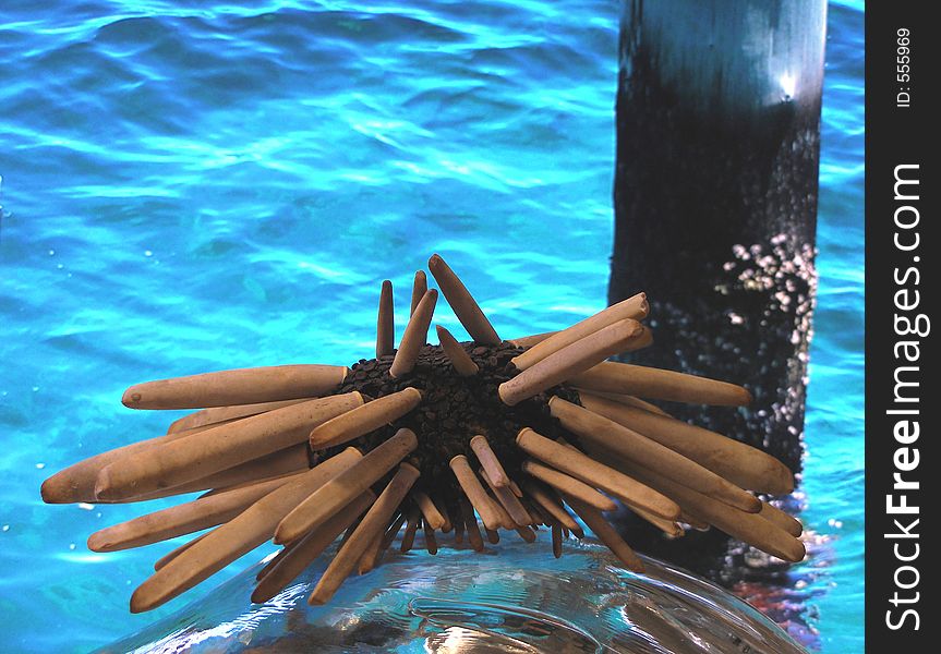 Pencil Sea Urchin