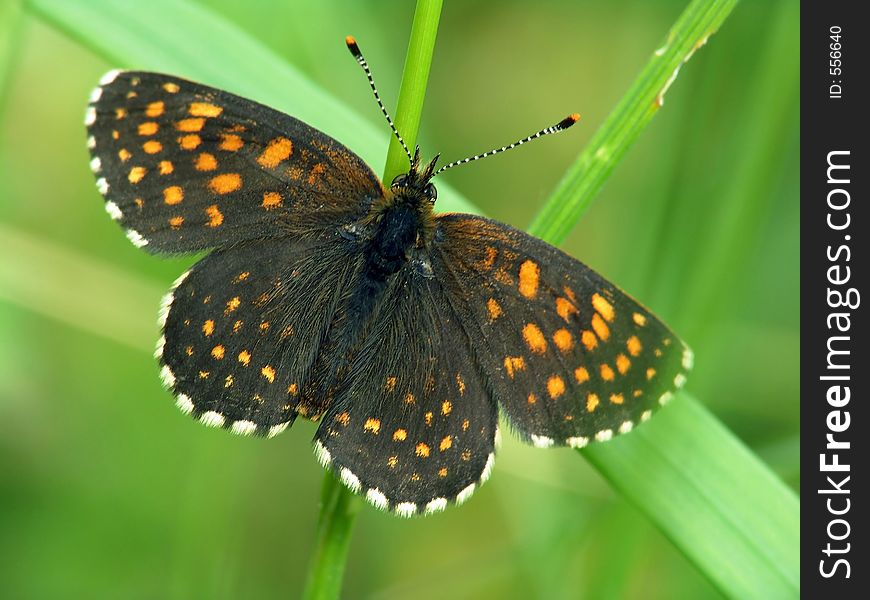 Butterfly Melitaea Sp. Meets Seldom.