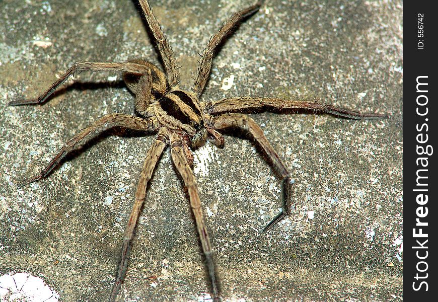 The spider (Alopecosa cuneata) conducts a ground way of life. The photo is made at night on coast of Black sea (Novorossisk area, Russia). Original date/time: 2005:08:04 21:47:47. The spider (Alopecosa cuneata) conducts a ground way of life. The photo is made at night on coast of Black sea (Novorossisk area, Russia). Original date/time: 2005:08:04 21:47:47