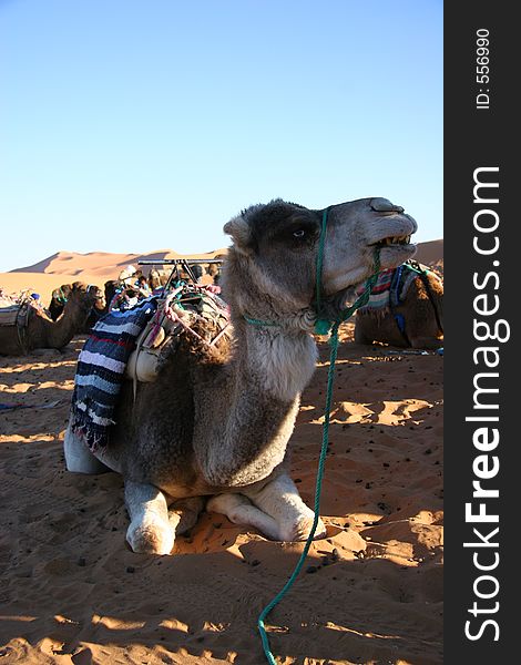 Camel in the Sahara Desert