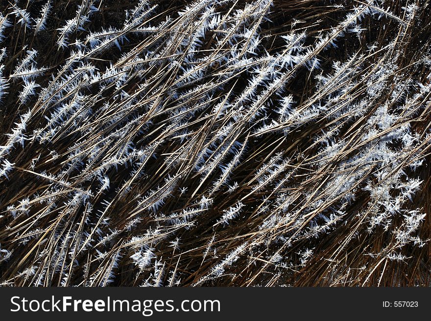 Frosty spikes on grass