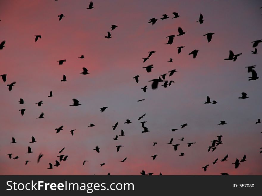Birds flypast over sunset. Birds flypast over sunset