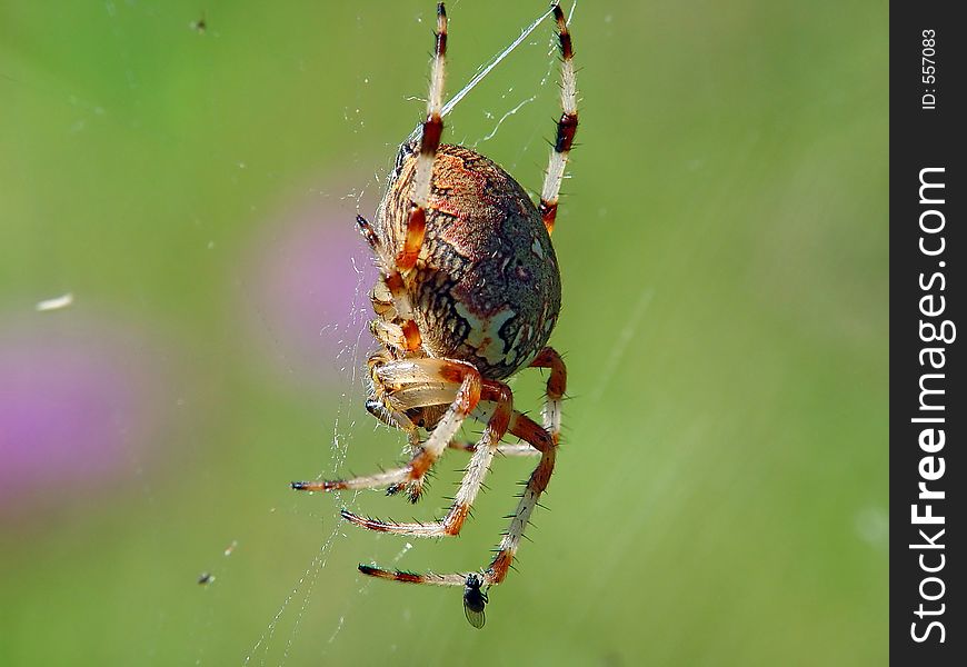 Spider of family Argiopidae.