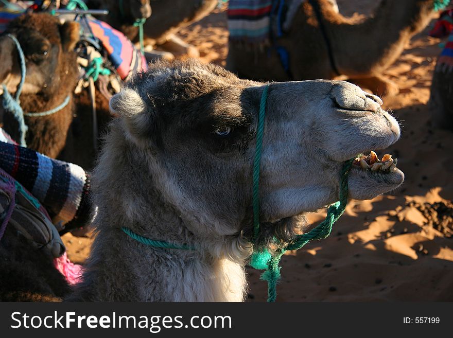 Camel Head, Sahara