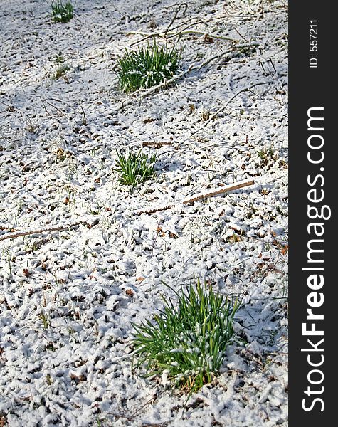 Young plants covered by snow