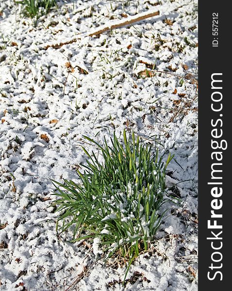 Young plants covered by snow