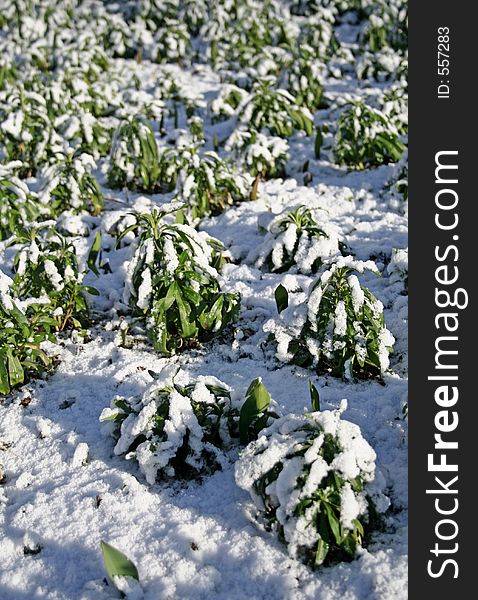 Young plants covered by snow