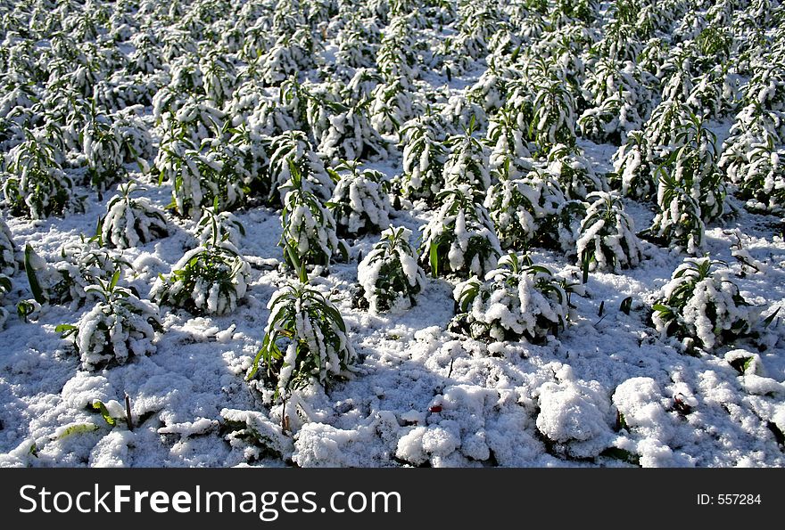 Young plants covered by snow