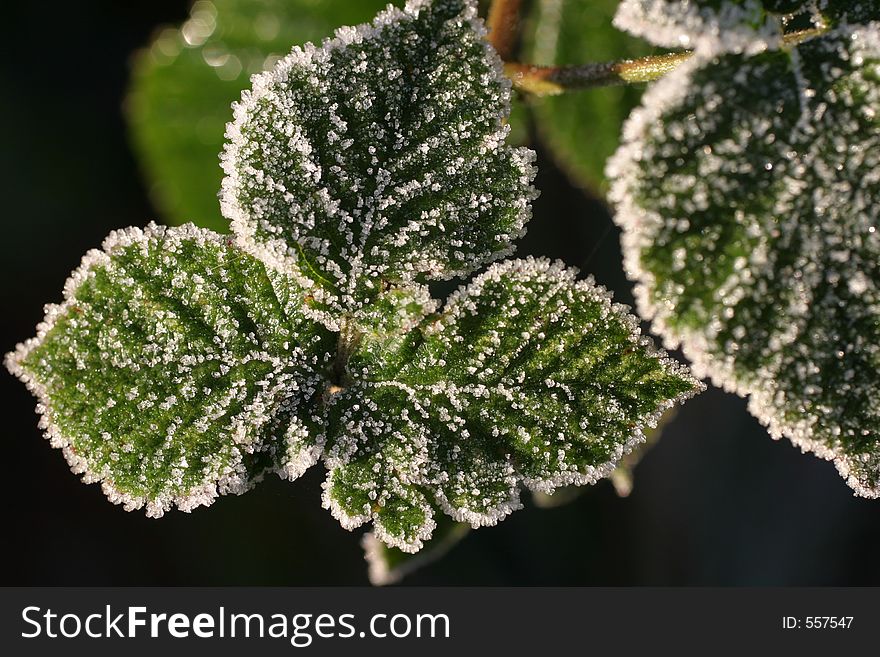 Green leaves covered with ice crystals. Green leaves covered with ice crystals
