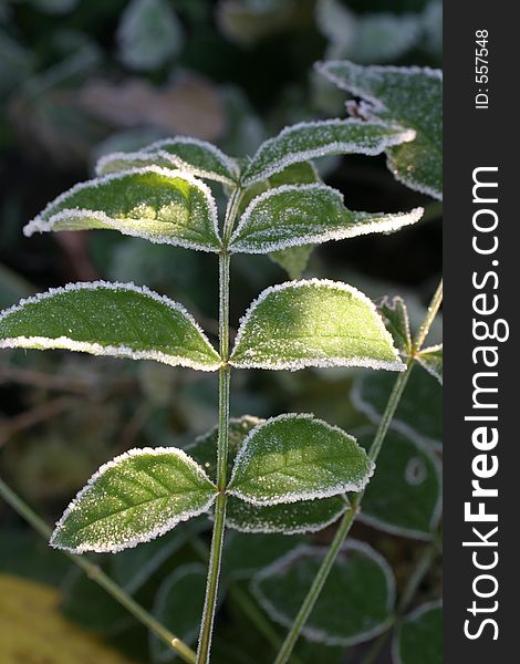 Grren leaves lined with ice crystals. Grren leaves lined with ice crystals