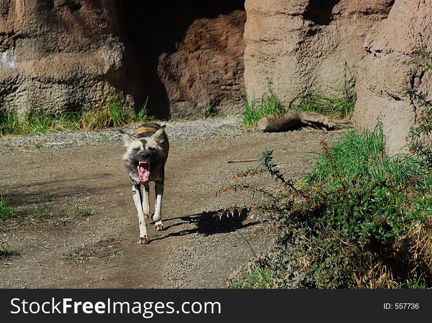 African Wild Dog - mouth open