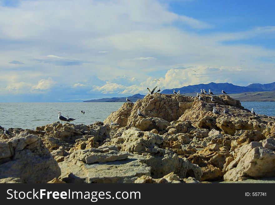 Seagulls, Rocks, Water, And Mountains