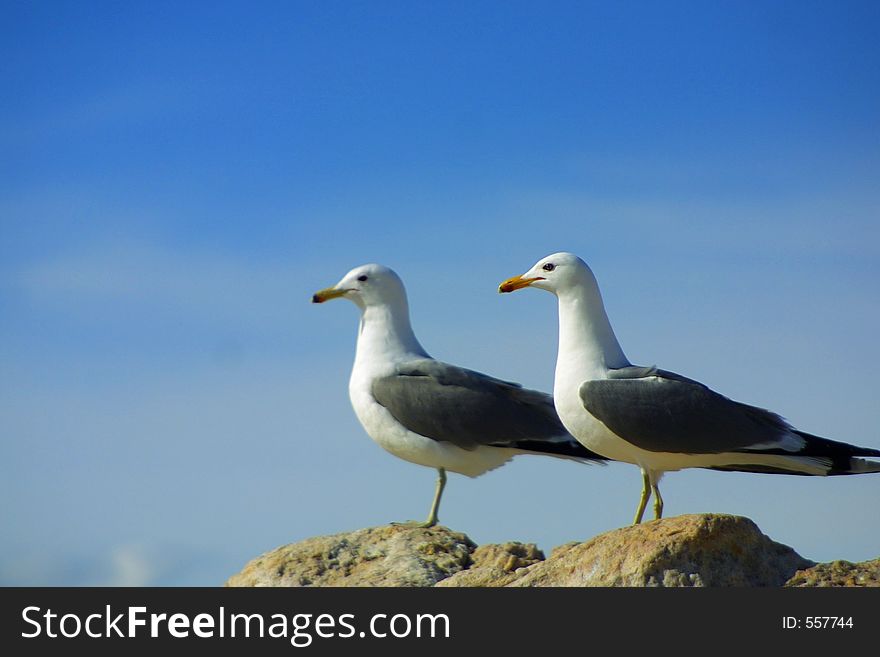 Two seagulls standing sideways relative to camera on sandstone against a deep blue sky. Two seagulls standing sideways relative to camera on sandstone against a deep blue sky.