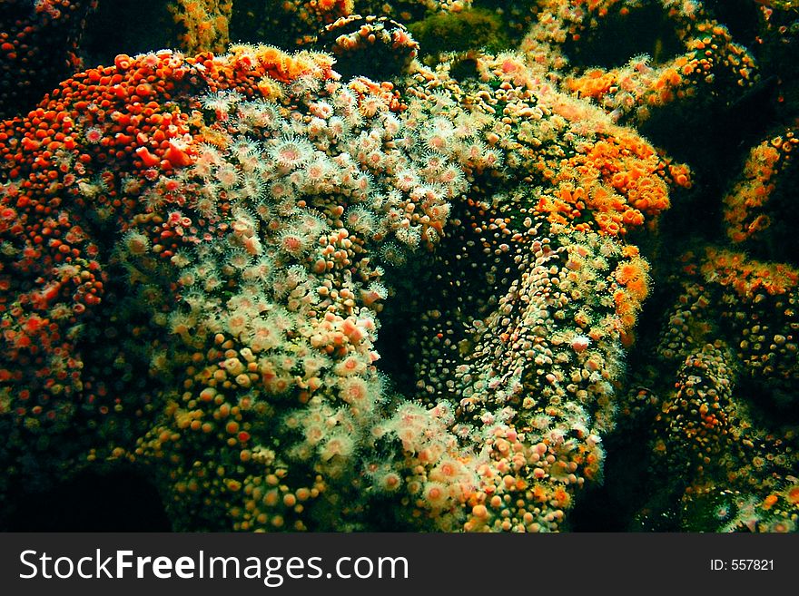 Many sea anemone colorfully coating rocks underwater.