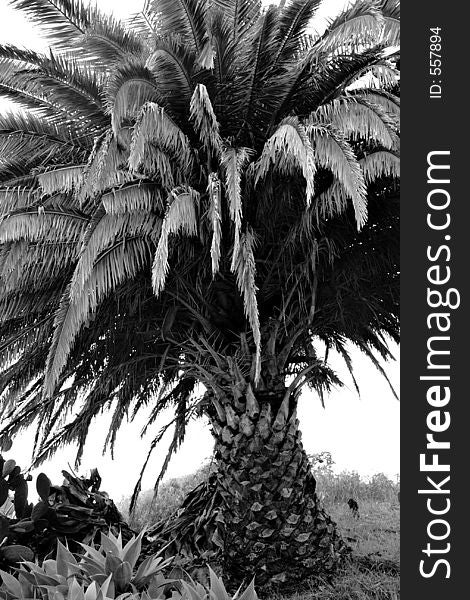 High-contrast palm tree