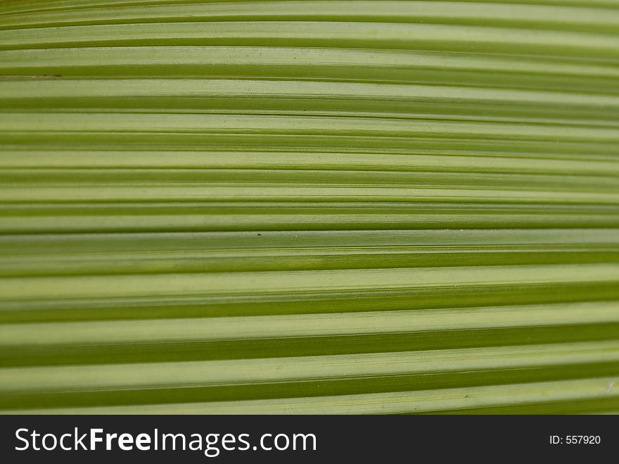 Closeup of a large, long, tropical leaf. Closeup of a large, long, tropical leaf.