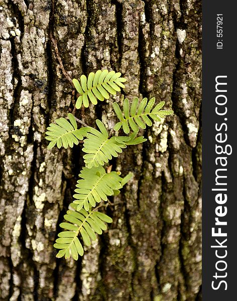 A small fern growning in the bark of a live oak tree. A small fern growning in the bark of a live oak tree.