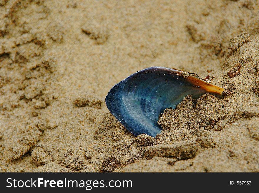 A colorful blue and orange shell partially buried in beach sand. A colorful blue and orange shell partially buried in beach sand.