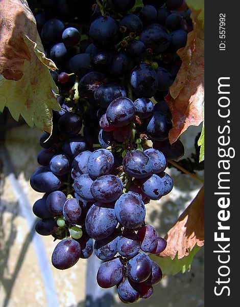 Grape in vineyard in Croatia. Grape in vineyard in Croatia