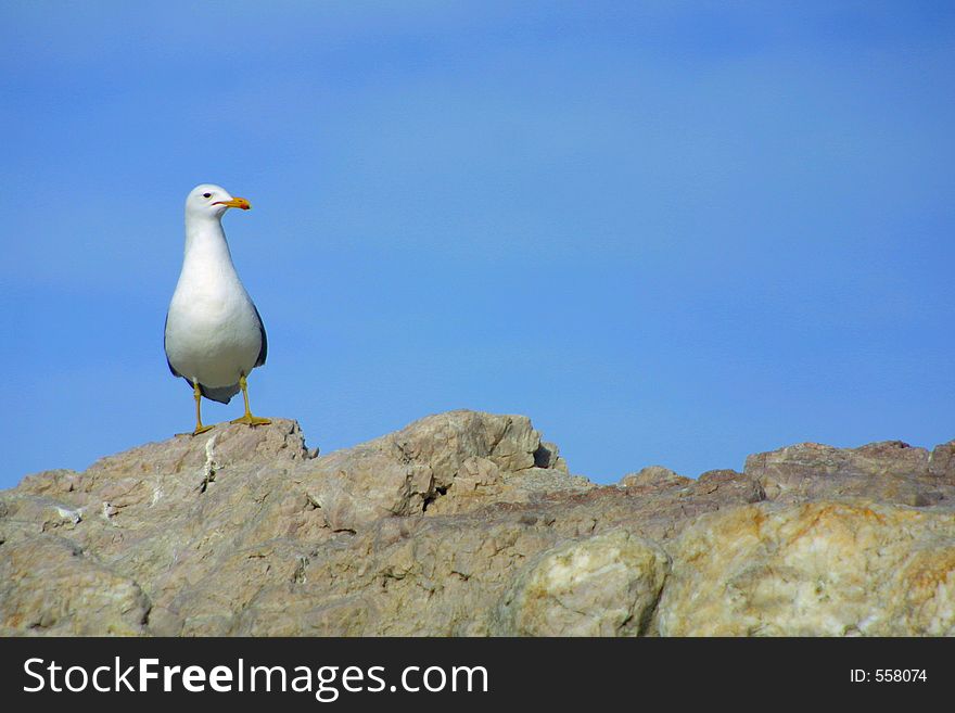 A lone seagull perched precariously and awkwardly atop a sandstone rock, wearing a sheepish expression. A lone seagull perched precariously and awkwardly atop a sandstone rock, wearing a sheepish expression.