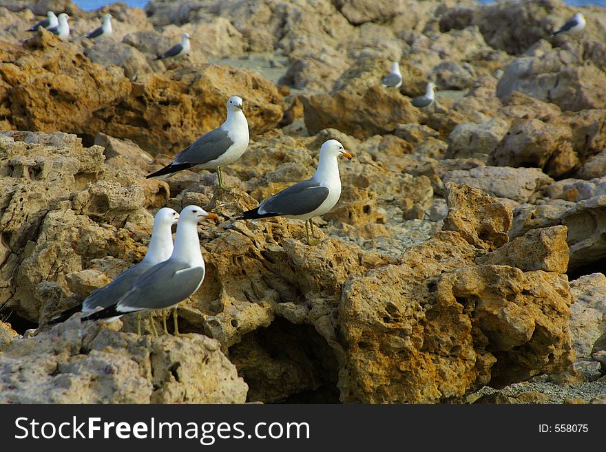 Seagulls on craggy rocks stretching off into the distance on Antelope Island near Syracuse, Utah.