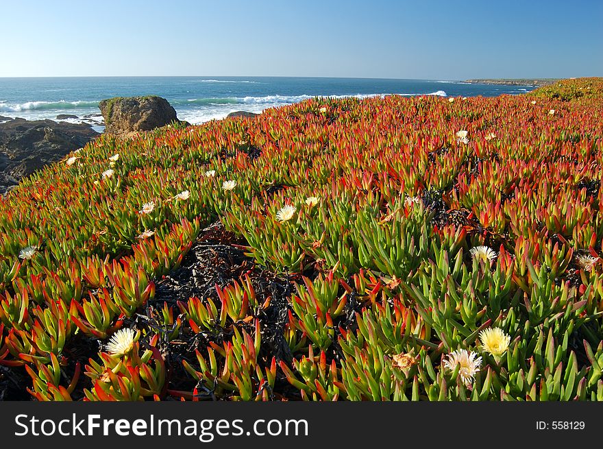 Springtime meadow on the california coast. Springtime meadow on the california coast