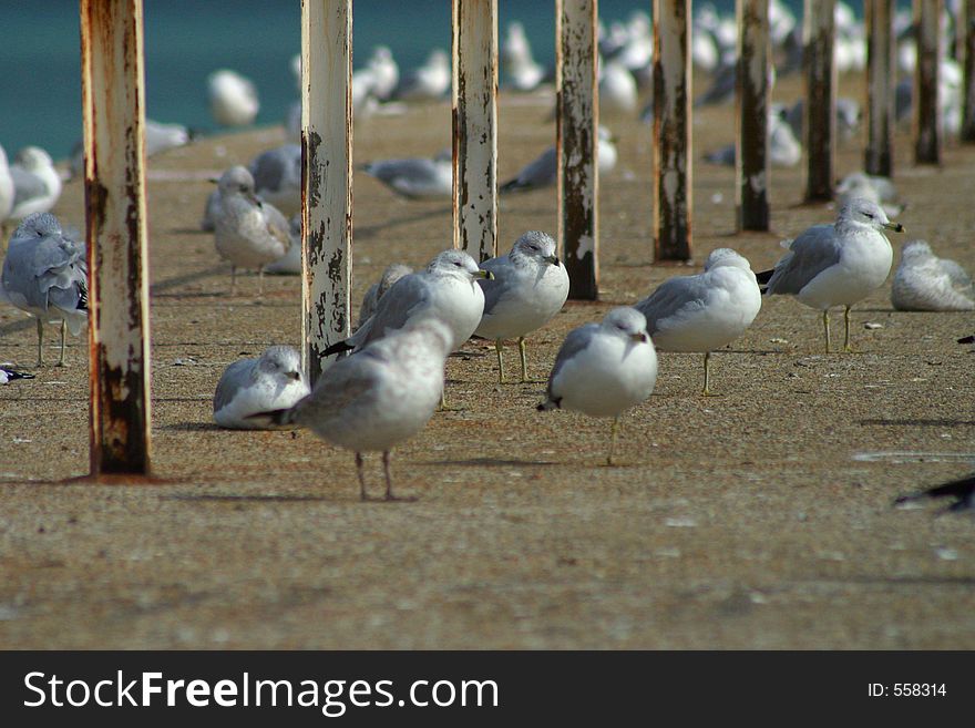 Seagulls on an urban pier near Hyde Park, Chicago. Seagulls on an urban pier near Hyde Park, Chicago.