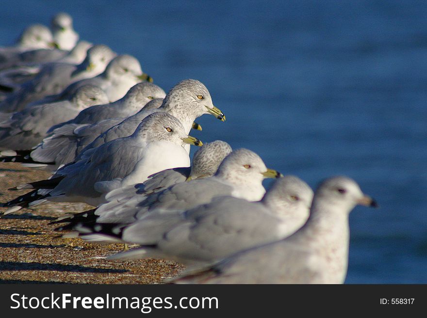 A row of seagulls on an urban pier in Chicago. A row of seagulls on an urban pier in Chicago.