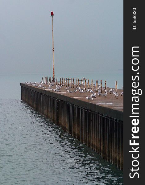 Seagulls on rainy pier