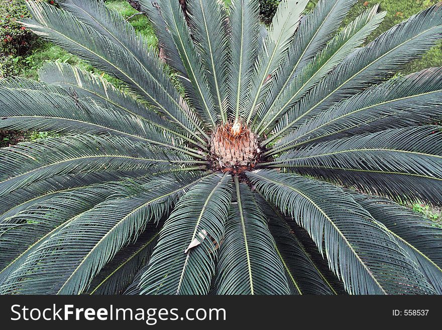 Palm tree with feather-like frond. Palm tree with feather-like frond.