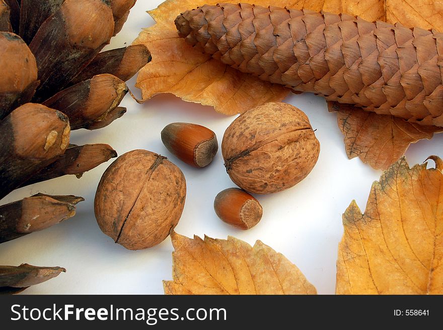 Leaf, cones, acorn, walnuts. Leaf, cones, acorn, walnuts