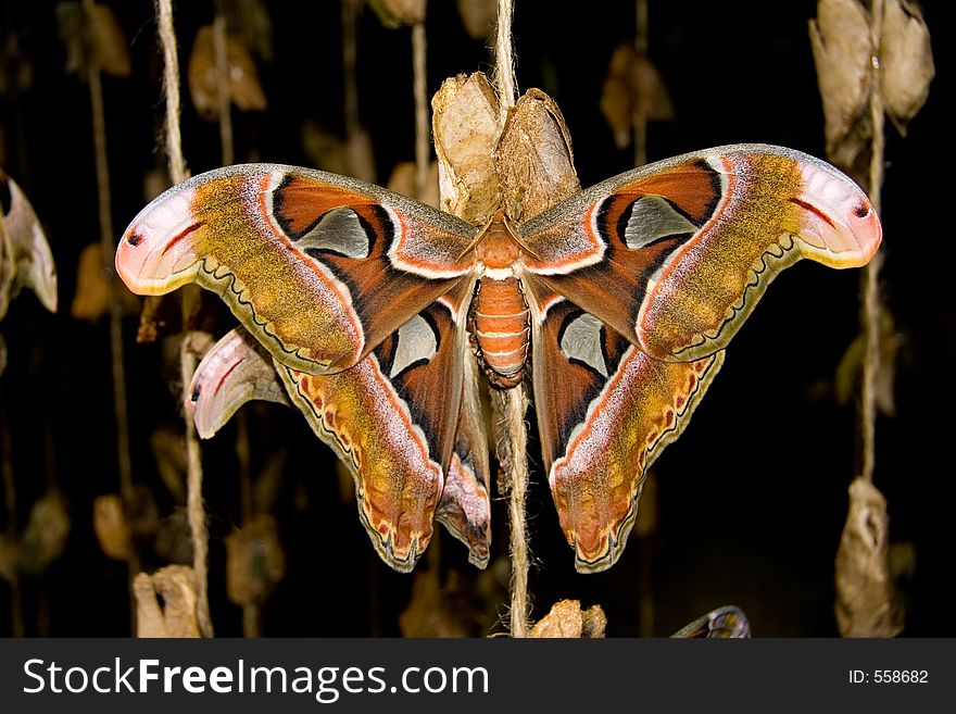 The Atlas Moth (Atlas attacus) is the largest moth in North America. The Atlas Moth (Atlas attacus) is the largest moth in North America