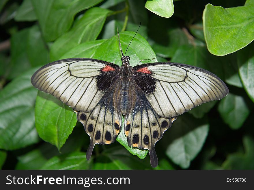 A Great Monmon Butterfly (Papilio memnon) which is native of South-East Asia. A Great Monmon Butterfly (Papilio memnon) which is native of South-East Asia.