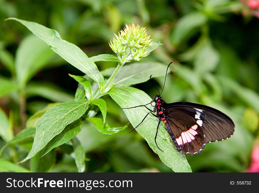 A Scarlet swallowtail butterfly (Papilio rumanzovia) crawling toward a flowerbud