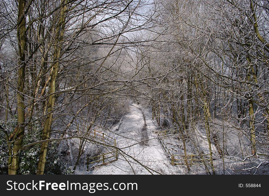 Winter Woodland