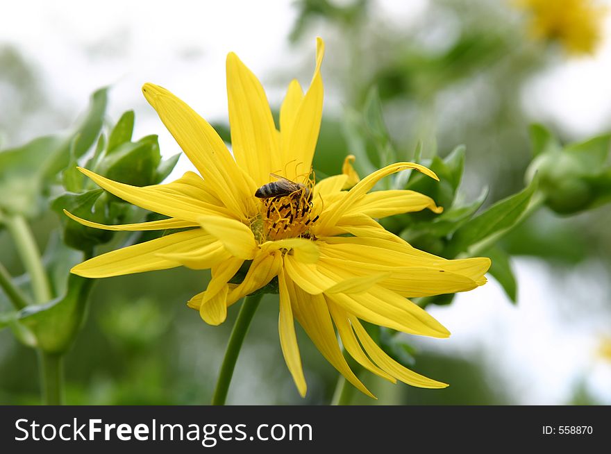 Bee on a yellow flower aster, clouse-up in spring time. Bee on a yellow flower aster, clouse-up in spring time