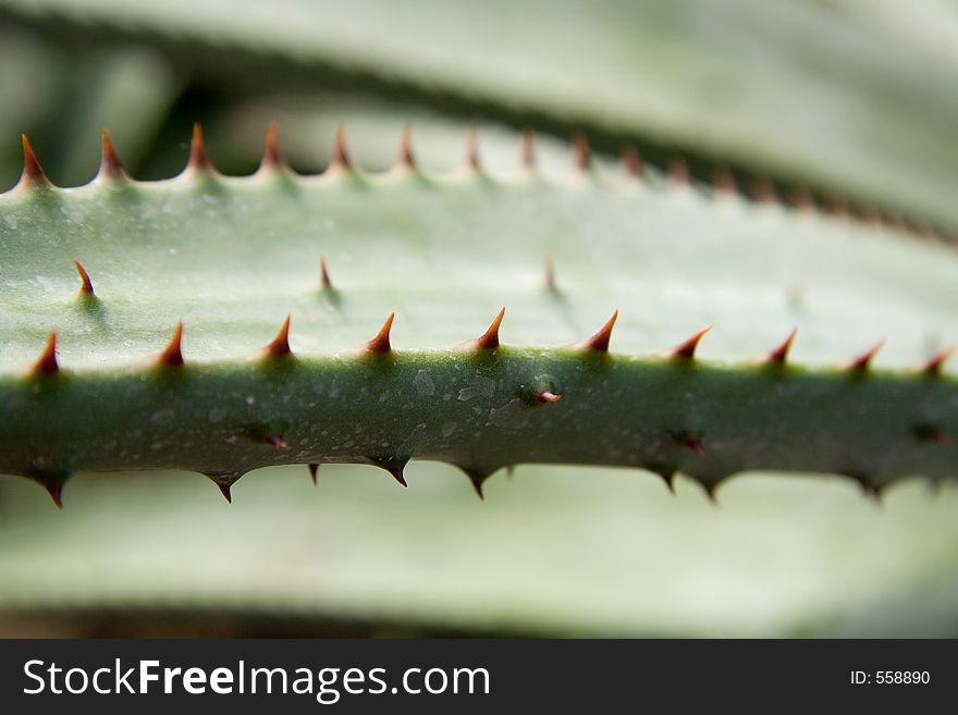 Macro image of red cactus thorns.