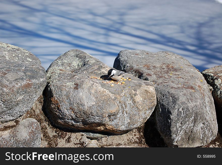 Cickadee feeding on a stone wall. Cickadee feeding on a stone wall