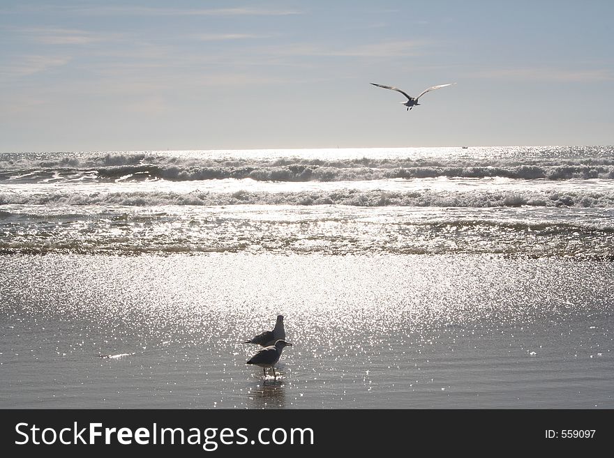 Seagulls In The Surf