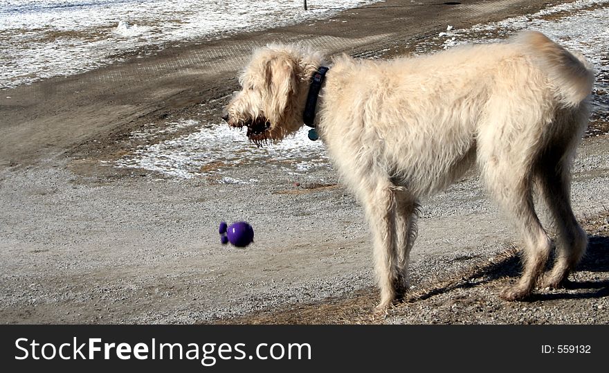 A large white dog dropping its dog toy