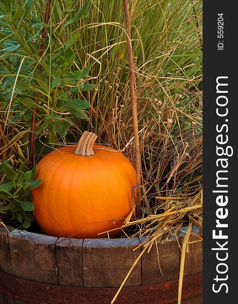 Pumpkin in a half barrel pot surrounded by greenery. Pumpkin in a half barrel pot surrounded by greenery.