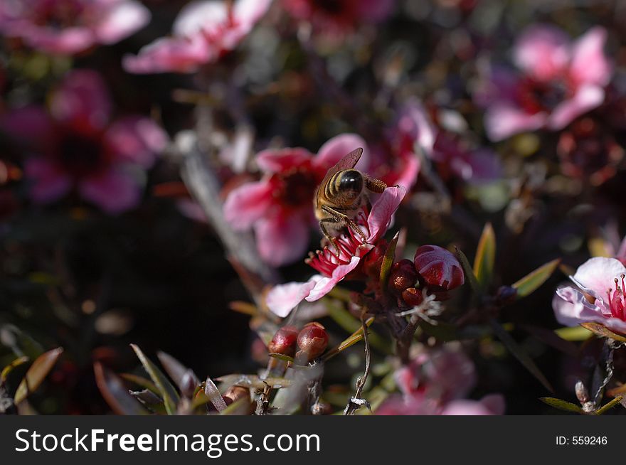 Macro Of Bee On Pink Flower From Behind