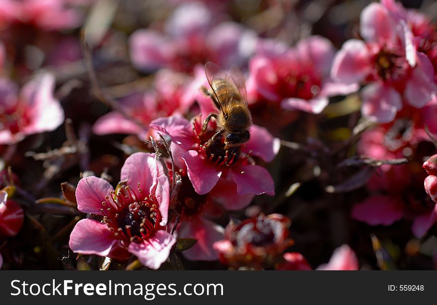 A macro shot of a bee pollenating a wild pink flower shrub. A macro shot of a bee pollenating a wild pink flower shrub.